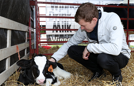 Ben Hanley pets calf at rookie luncheon