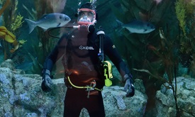 Thumbnail for Hinchcliffe gets lift from taking a dive at aquarium